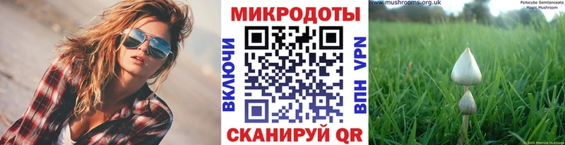 Псилоцибиновые грибы Psilocybine cubensis  Торопец 